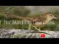 Pancingan burung ciblek gunung liar | burung ciblek gacor | suara pikat ampuh