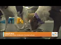 Dogtopia provides safe place for pups to stay play