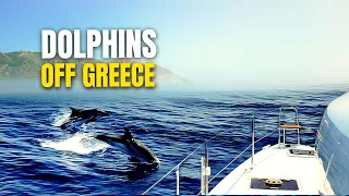 Sailing Greece: Seeing Dolphins & Whales in the Mediterranean