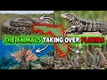 FLORIDA INVADED The 10 Animals Taking Over The State