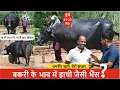 Download Lagu ना में व्यापारी, ना मैं झूठ बोलता - बकरी के भाव में हाथी जैसी भैंस ?  || JAGBIR KHATRI BERI,JHAJJAR