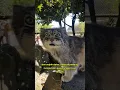 Download Lagu Kucing Bermuka Jutek yang Super Imut! #facts #animals
