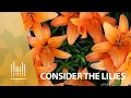 Download Lagu Consider the Lilies, with Orchestra (2012) | The Tabernacle Choir