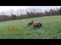 HECS in Action hunter crawls up to turkey