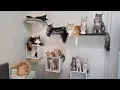 Maine Coon Family Tree With Freya s Second Litter