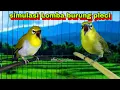 Download Lagu Simulasi Lomba Burung Pleci,Untuk Melatih Mental Pleci || Pleci Gacor