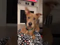 Download Lagu Scooby-Doo🦮🥪🌭 #shorts #ScoobyDoo #funny #dog#dogs #dogsoftiktok