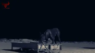 حيوان السلعوة او حيوان الشيب معلومات وحقائق عن هذا الحيوان الغامض 