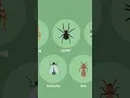 Download Lagu How to Identify Insect Bites #shorts