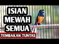 Download Lagu MASTERAN MURAI BATU FULL ISIAN TEMBAKAN ISIAN TUNTAS ISIAN MEWAH SEMUA