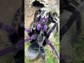 Download Lagu Pamphobeteus insignis (Colombia) 💜 Purple tarantula pairing