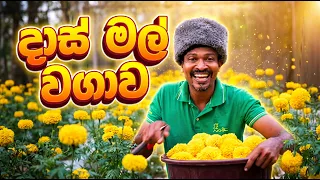 දාස් මල් වාගාව
