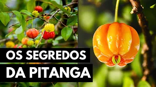 PITANGA: UMA PLANTA COM MIL BENEFÍCIOS