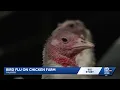Bird flu outbreak strikes Jefferson County chicken farm