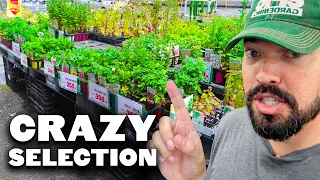What Does a Japanese Garden Center Look Like?