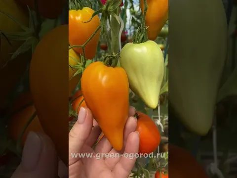 🍅томат АЛМАТИНСКОЕ ОРАНЖЕВОЕ СЕРДЦЕ #зеленыйогород #tomato #томаты #shorts
