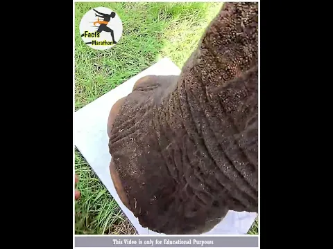 என்ன யானைக்கிட்ட கை நாட்டு வாங்குறாங்க 😱 #elephant