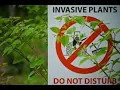 Invasive Species Wanted Poster Instructions