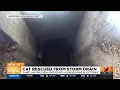 Kitten rescued from Phoenix storm drain