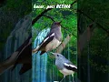 Download Lagu kacer BETINA cocok buat pancingan agar cepat gacor