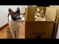 Download Lagu 自然と集まる兄妹猫たち