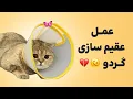 Download Lagu عمل عقیم‌سازی گردو 😿✂️ | از دکتر تا برگشتن به خونه و عیادت گربه‌ها