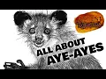 All About Aye-Ayes