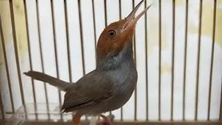 Download Suara Pikat Burung Prenjak Kepala Merah Klawu Jantan Gacor Durasi Panjang MP3