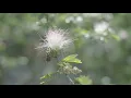 THE LORD'S PRAYER - CINEMATIC VIDEO