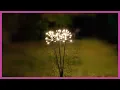 Starburst Solar Stake Lights Set Of 2 Product Demo Solar Garden Lighting