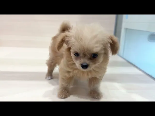 動画