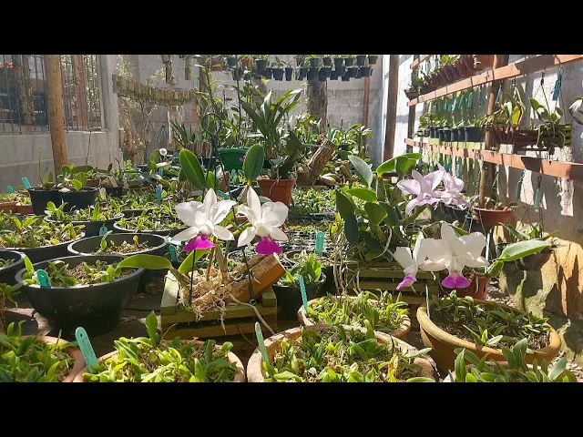 COMO CULTIVAR ORQUÍDEAS 1