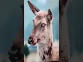 Download Lagu Zombie Deer 🦌