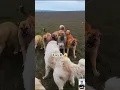 Download Lagu 1 vs 6 dogs fight 🔥 Ultimate Guardian Dog Fight #alabaivskangal