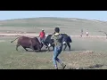 Ndwedwes cow battle