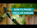 How When to Prune Trees or Shrubs