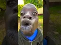 Download Lagu Mama kijkt naar grappige toktokfilmpjes 😱