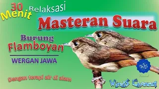 Download Masteran Suara Burung Flamboyan | Wergan Jawa MP3