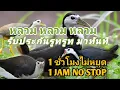 Download Lagu แน่นอนว่าเสียงนกในบึงหรือทะเลสาบหลวมๆ [] bird trap