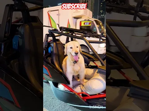 Sports car in Dubai 🐶❤️🏎️ #funnydogvideo #viral #dubai