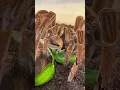GOLIATH BIRD EATER TARANTULA CATCHES AND EATS GIANT COCKROACH