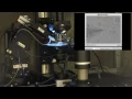 The patcherBot Automated in-vitro patch-clamp recording using pipette cleaning