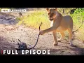 Download Lagu World's Deadliest of Lion | Season 5 Full Episodes | Nature Animal Documentary