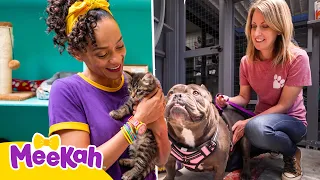 Meekah Visita um Abrigo de Animais! 🐶🐱