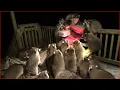 Download Lagu Mobbed by Raccoons  (25)   Tuesday Night 03 Nov 2020