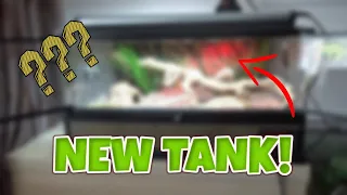 Wedge-snouted skink tank setup