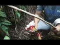 Download Lagu Pikat burung tengkek udang pake lem tikus auto nempel paten