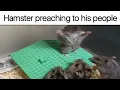 Hamster Memes