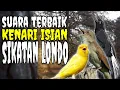 MASTERAN KACER SUARA KENARI ISIAN SIKATAN LONDO /Audio suara jernih