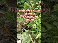 Download Lagu MENUNGGU CABE RAWIT DAN CABE HIJAU TUMBUH #shorts #short #tanaman #sayuran #caberawit #cabehijau